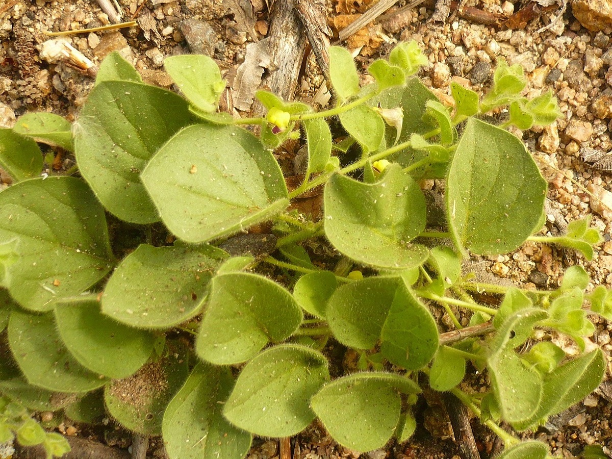 Kickxia spuria (Plantaginaceae)